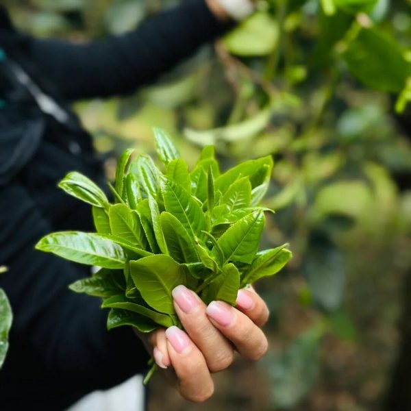 pu erh tea fermented tea