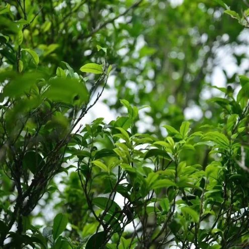 feng huang dancong tea